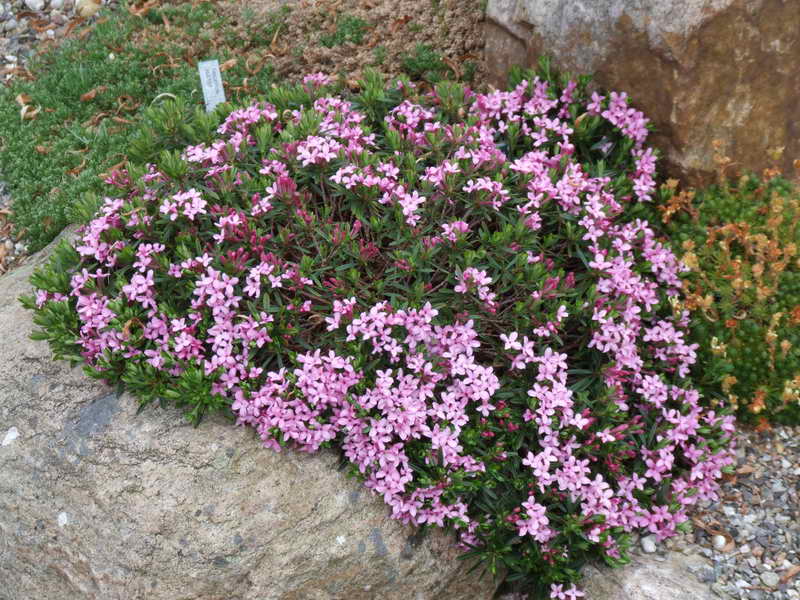 Daphne arbuscula x cneorum v verlottii