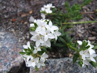 Daphne cneorum alba
