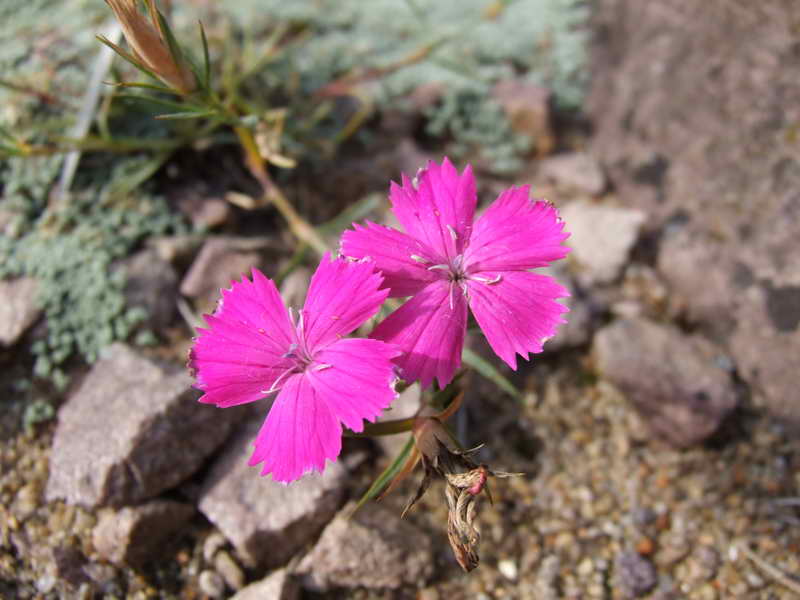 Dianthus glacialis