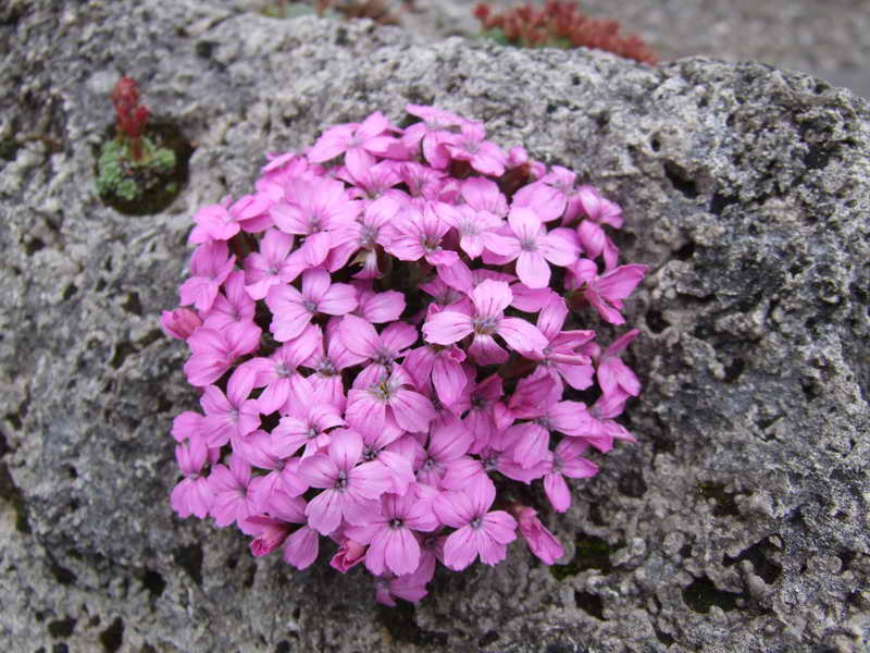 Dianthus microlepis