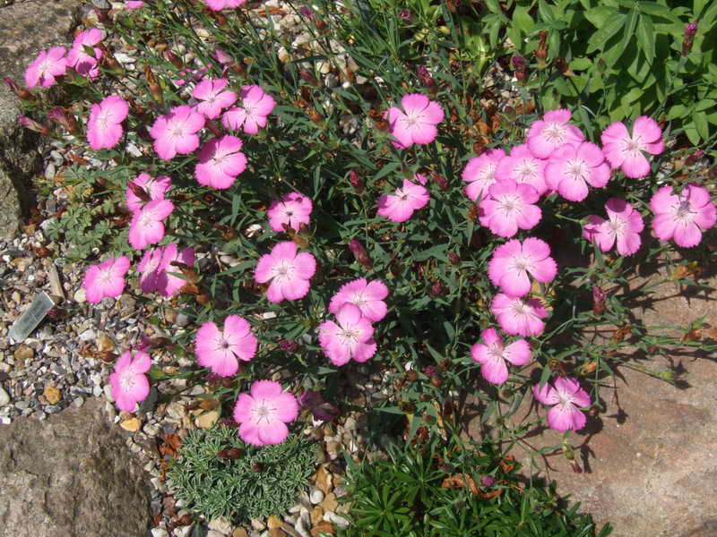 Dianthus oschtenicus