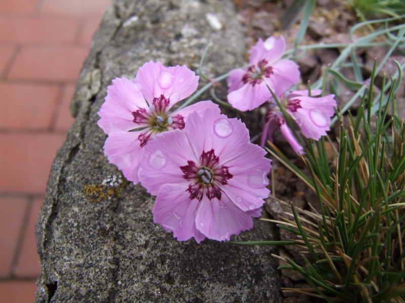 Dianthus repens