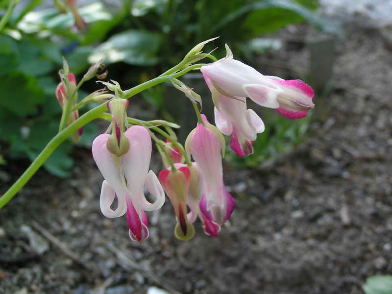 Dicentra peregrina x nevadensis