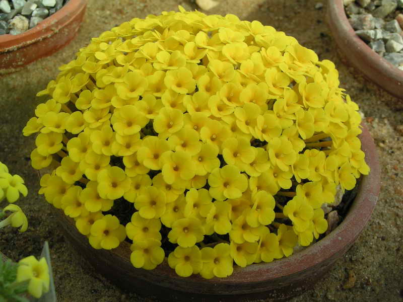 Dionysia 'Adora'