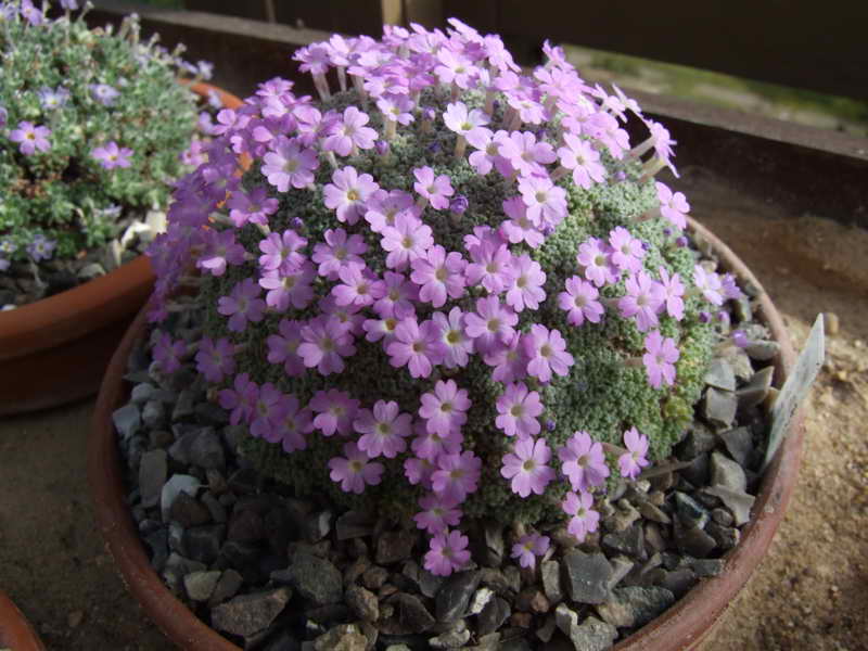 Dionysia bazoftica