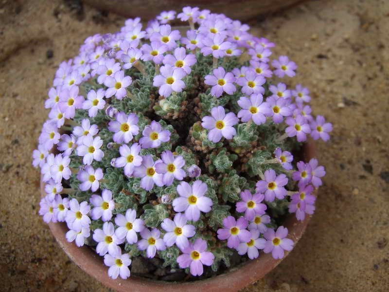 Dionysia bazoftica