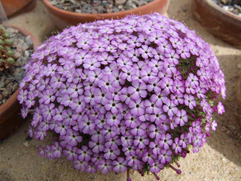 Dionysia bryoides EGW