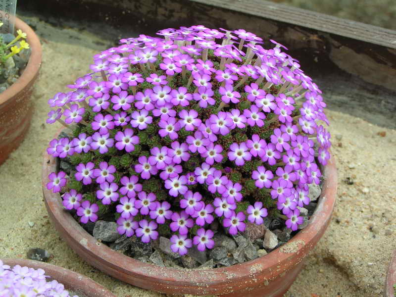 Dionysia bryoides MK97 104-1