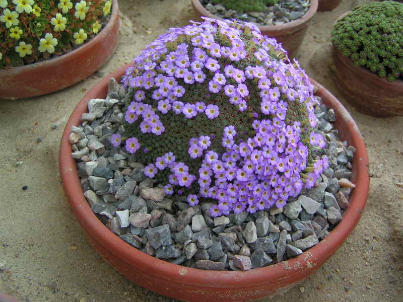 Dionysia bryoides Ny Klon