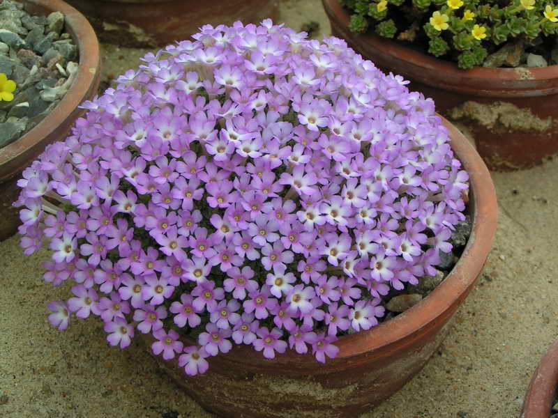 Dionysia bryoides SLIZE 236-1