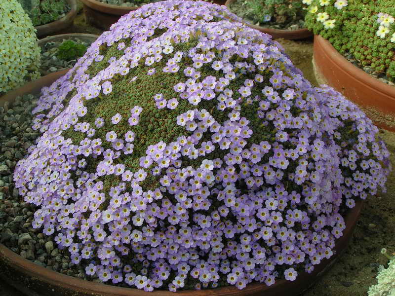 Dionysia curviflora GBH