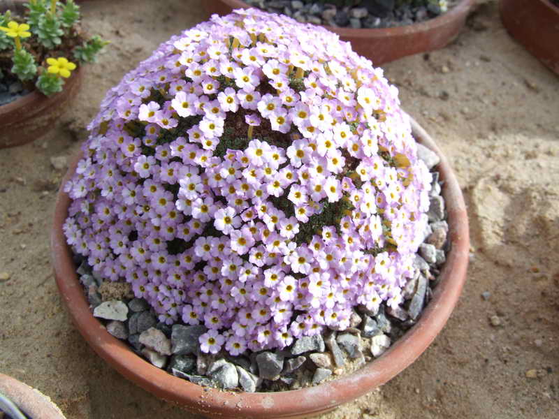 Dionysia curviflora Ny Form