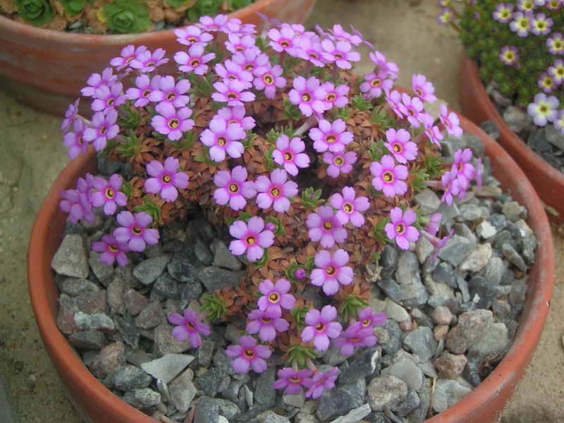 Dionysia freitagii