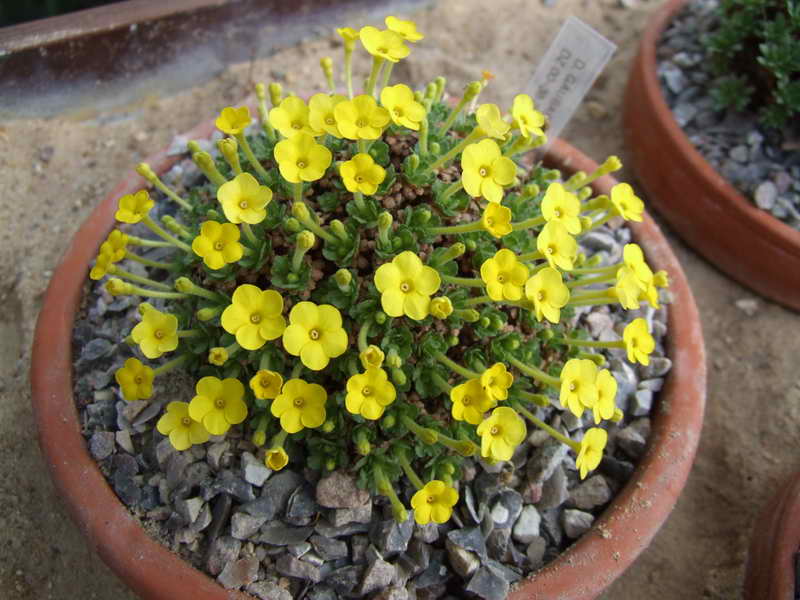 Dionysia gaubae