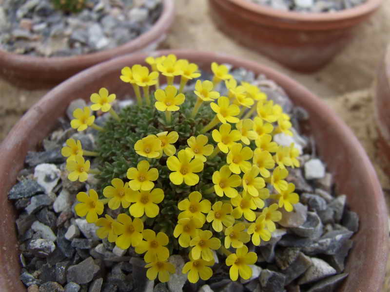 Dionysia haussknechtii