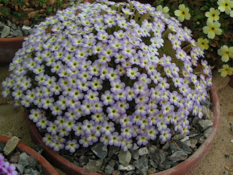 Dionysia 'Sonate'