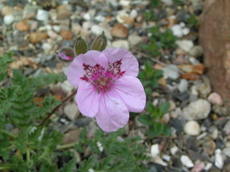 Erodium daucoides col Sierra Nevada