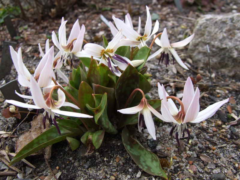Erythronium dens-canis ssp niveum