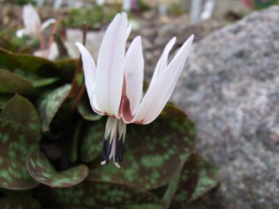 Erythronium dens-canis ssp niveum