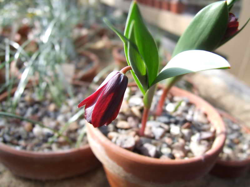 Fritillaria armena