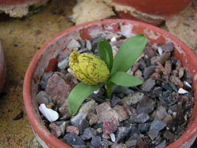 Fritillaria collina