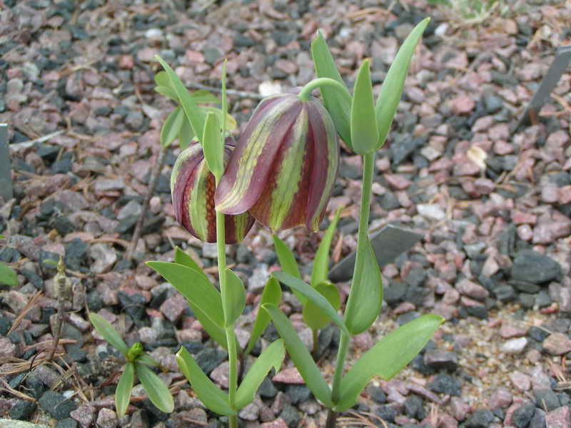 Fritillaria graeca ssp thessala