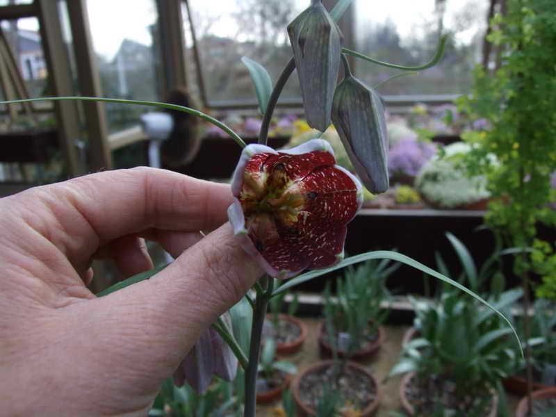 Fritillaria walujewii