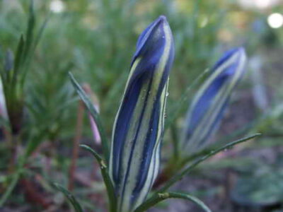 Gentiana ornata 'Blue Silk'
