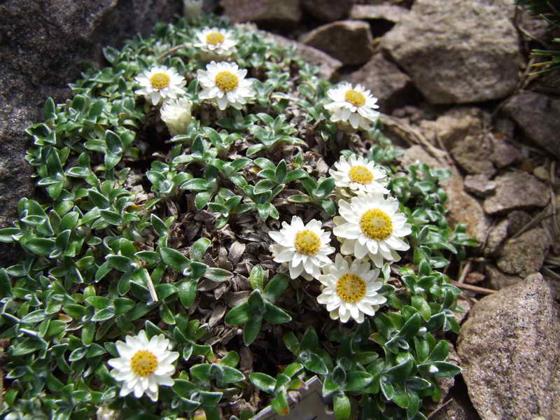 Helichrysum sessiloides