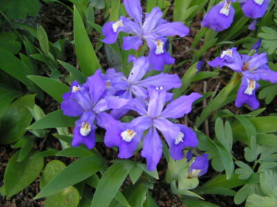 Iris cristata blue