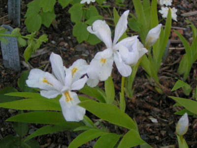 Iris cristata alba