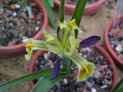 Iris fosteriana