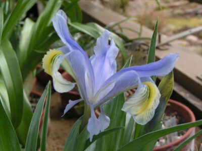 Iris graeberiana 'White Fall'