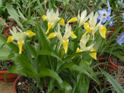 Iris graeberiana 'Yellow Fall'