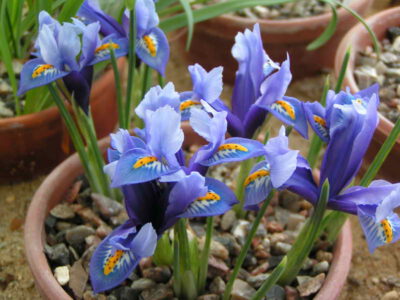 Iris hyrcana 'Talish'