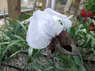Iris iberica ssp iberica
