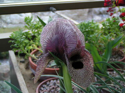 Iris iberica ssp lycotis