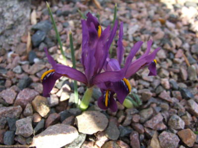 Iris reticulata caucasica