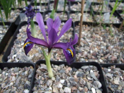 Iris reticulata 'Bold'n Beautiful'