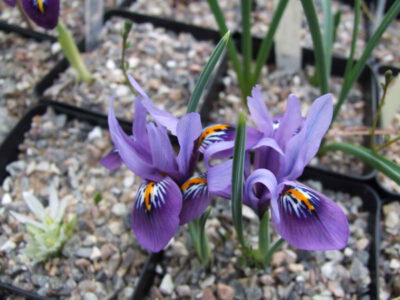 Iris reticulata 'Velvet Smile'