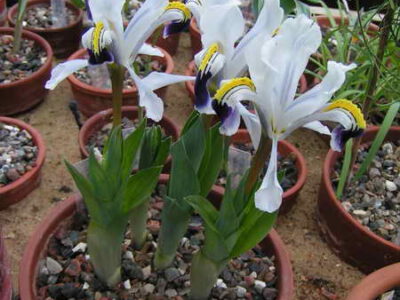 Iris rosenbachiana 'Harangon'
