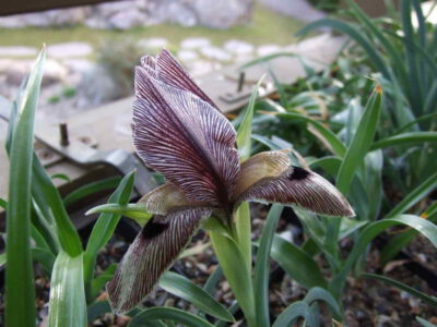 Iris sprengeri