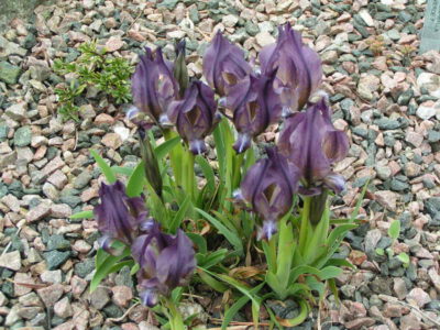 Iris suaveolens purple