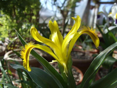 Iris tubergeniana