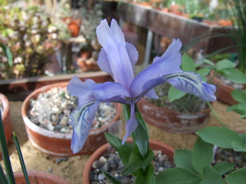 Iris zenaidea