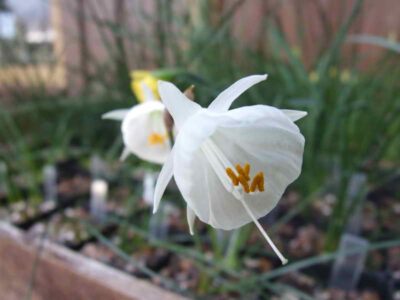 Narcissus albidus ssp kesticus