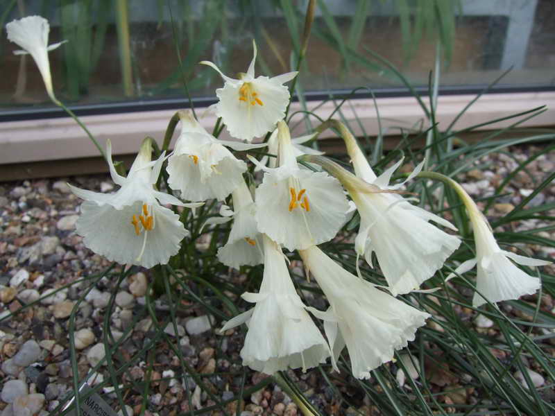 Narcissus albidus ssp occidentalis