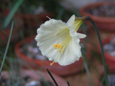 Narcissus albidus v zaianicus W