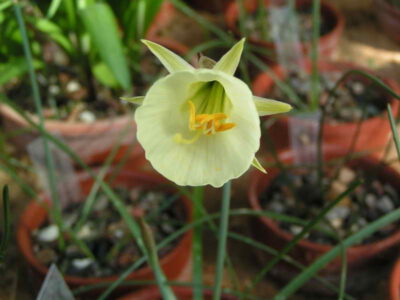 Narcissus bulbocodium v graellsii