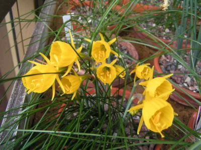 Narcissus bulbocodium v tenuifolius